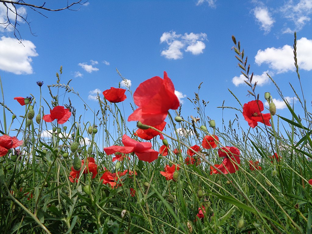 Red poppy (Papaver rhoeas), ammonia and acetic acid