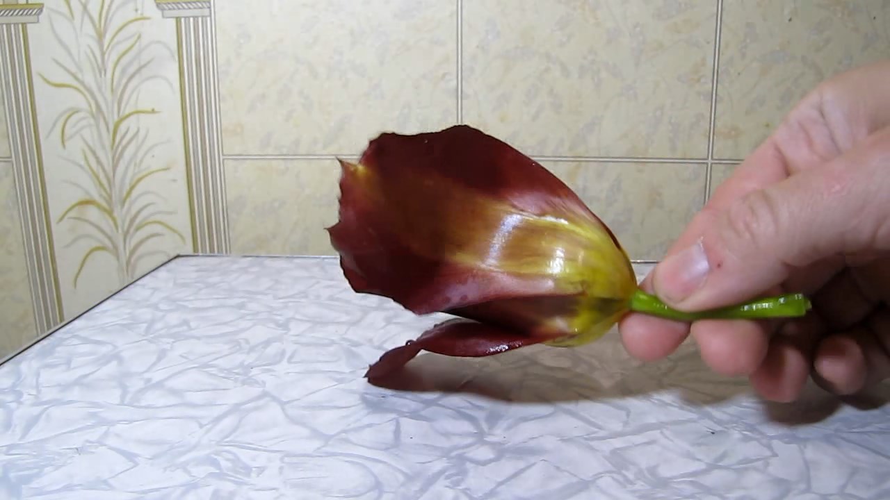 Red tulip, ammonia and acetic acid