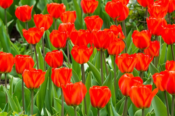Red tulip, ammonia and acetic acid