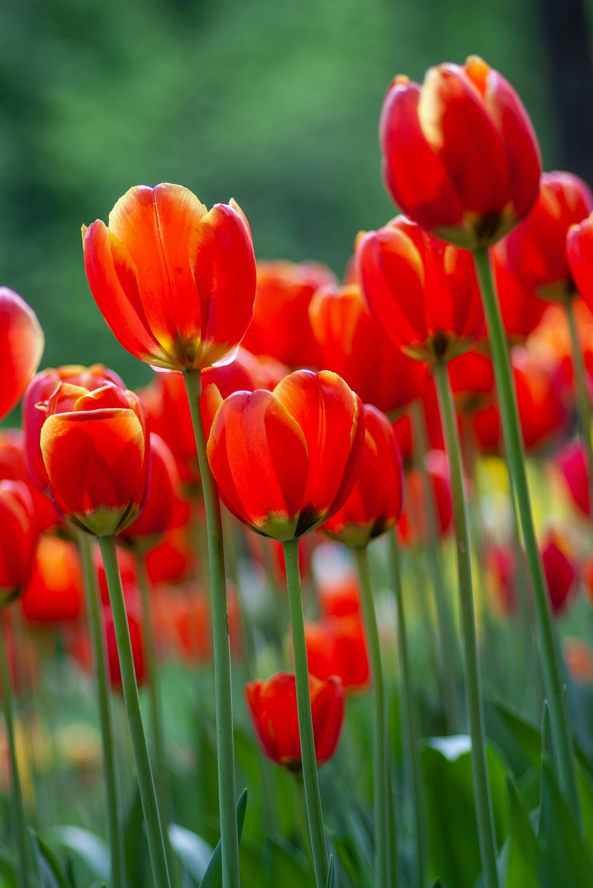 Red tulip, ammonia and acetic acid