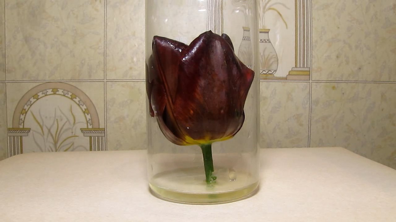 Red tulip, ammonia and acetic acid