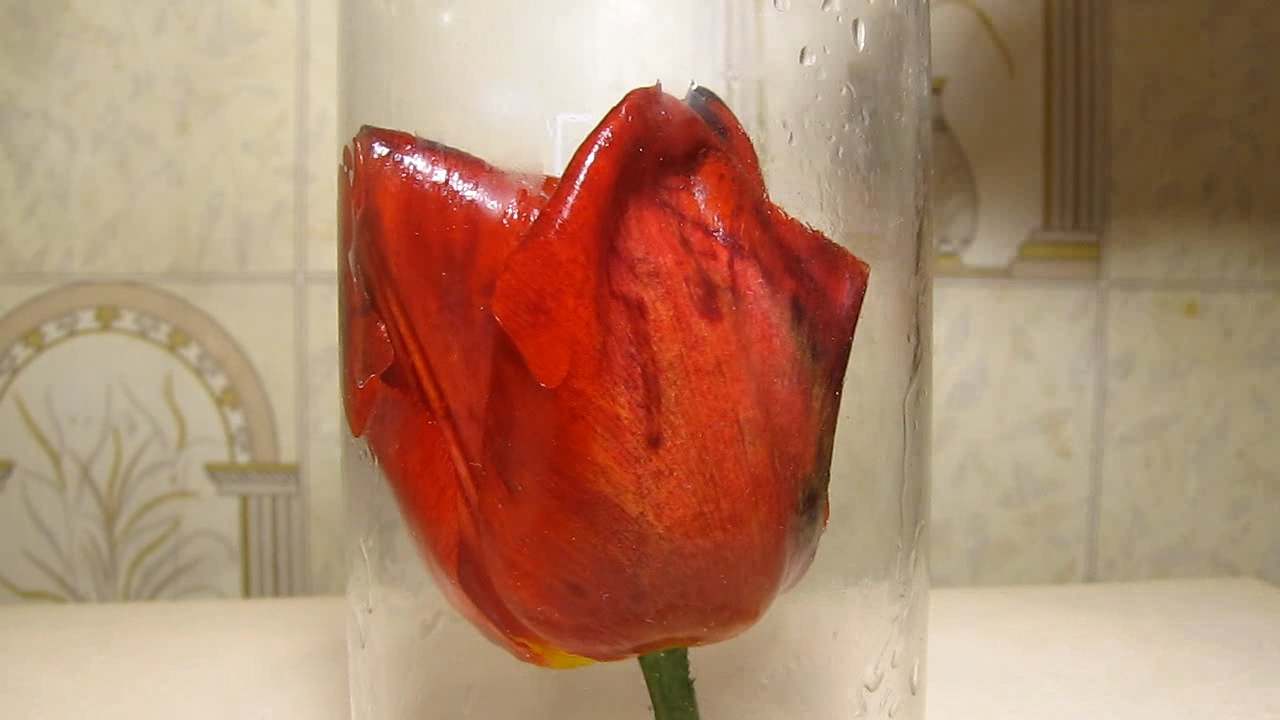 Red tulip, ammonia and acetic acid