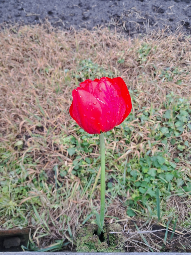 Red tulip