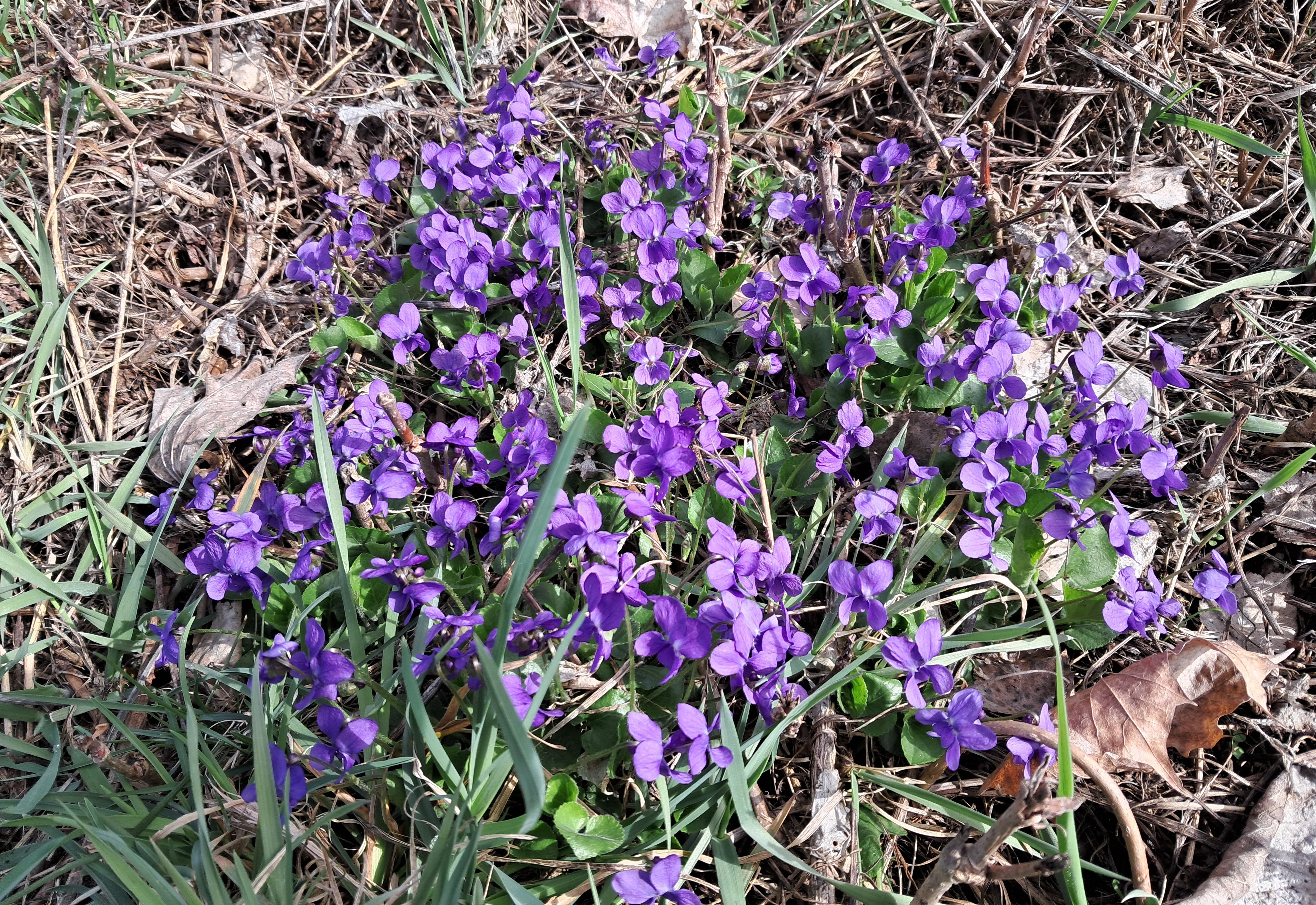 Violet viola flowers, ammonia and acetic acid