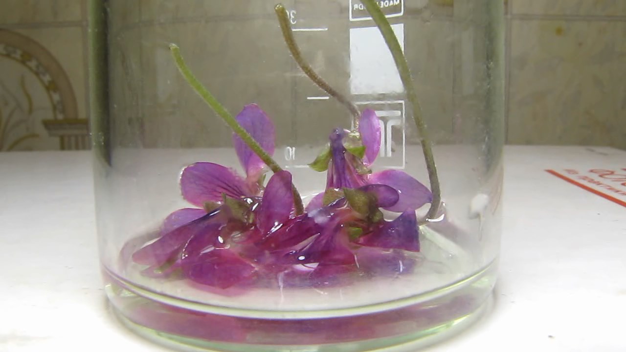 Violet viola flowers, ammonia and acetic acid