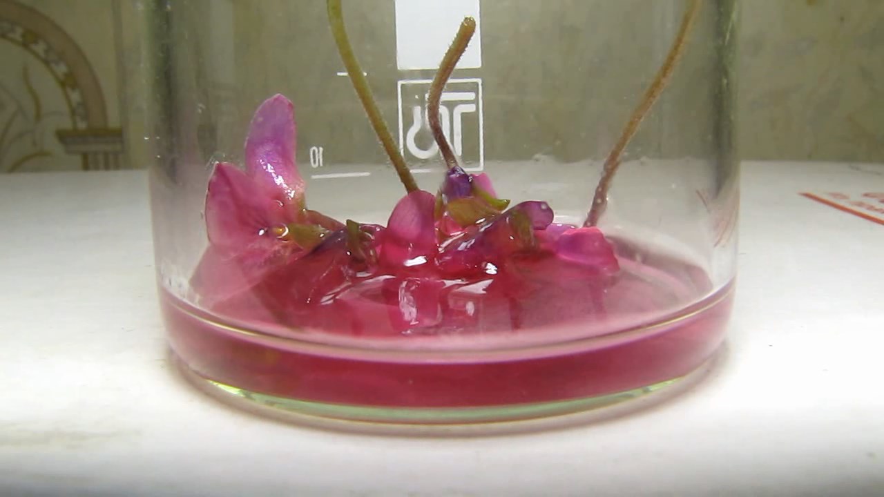Violet viola flowers, ammonia and acetic acid