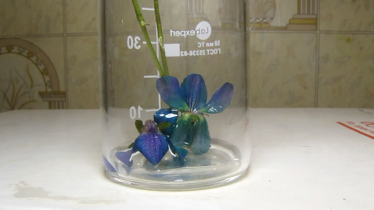 Violet viola flowers, ammonia and acetic acid