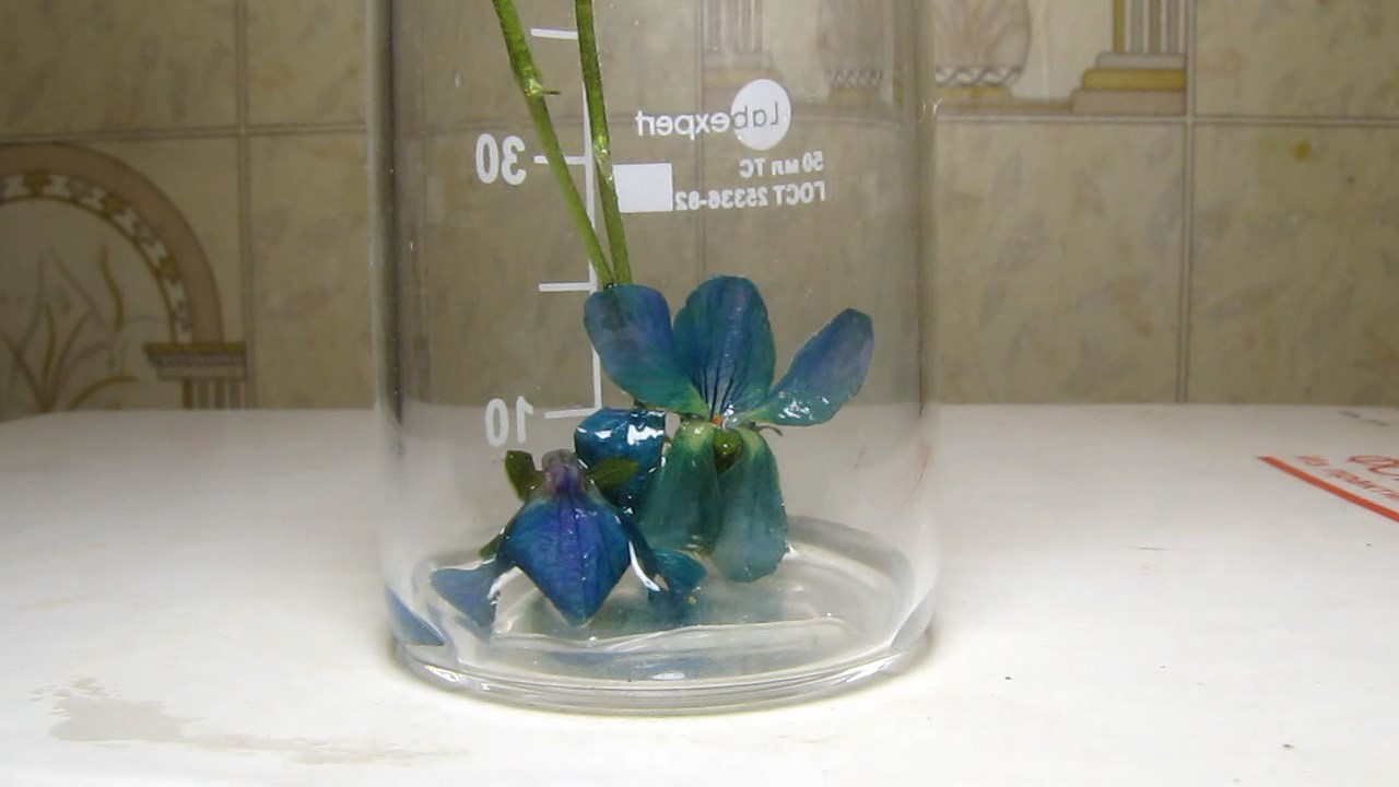 Violet viola flowers, ammonia and acetic acid