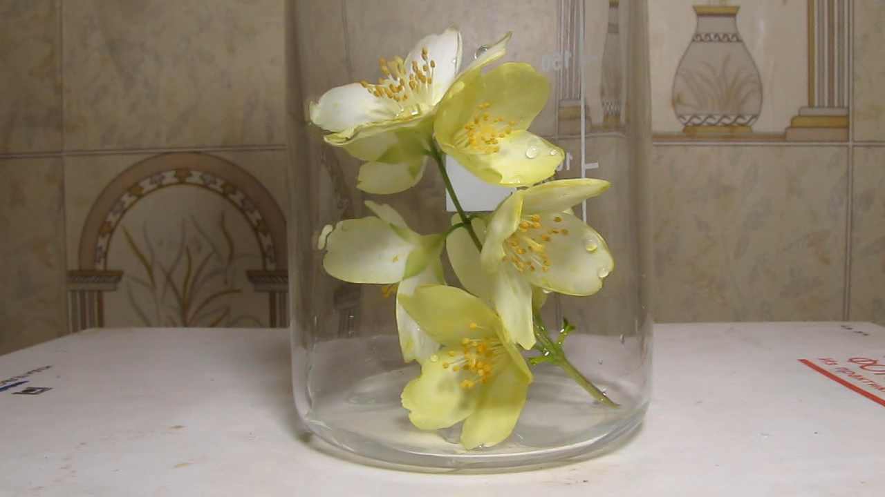 White flowers and ammonia solution