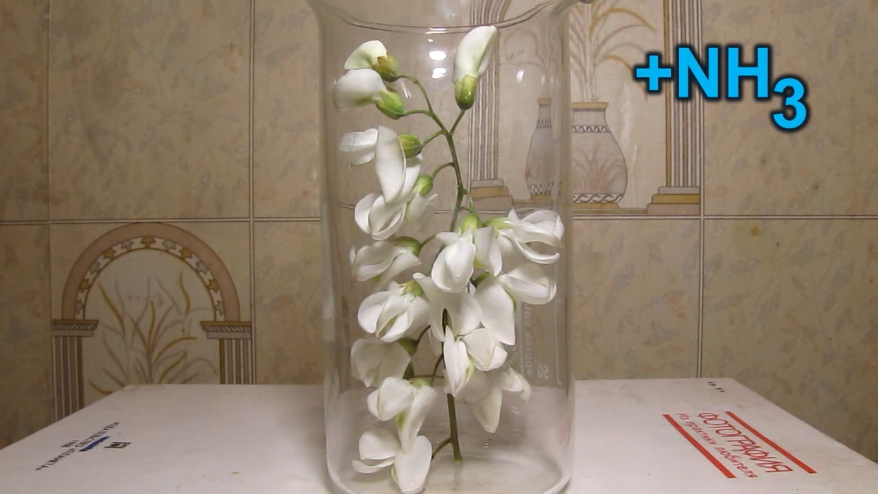 White flowers and ammonia solution