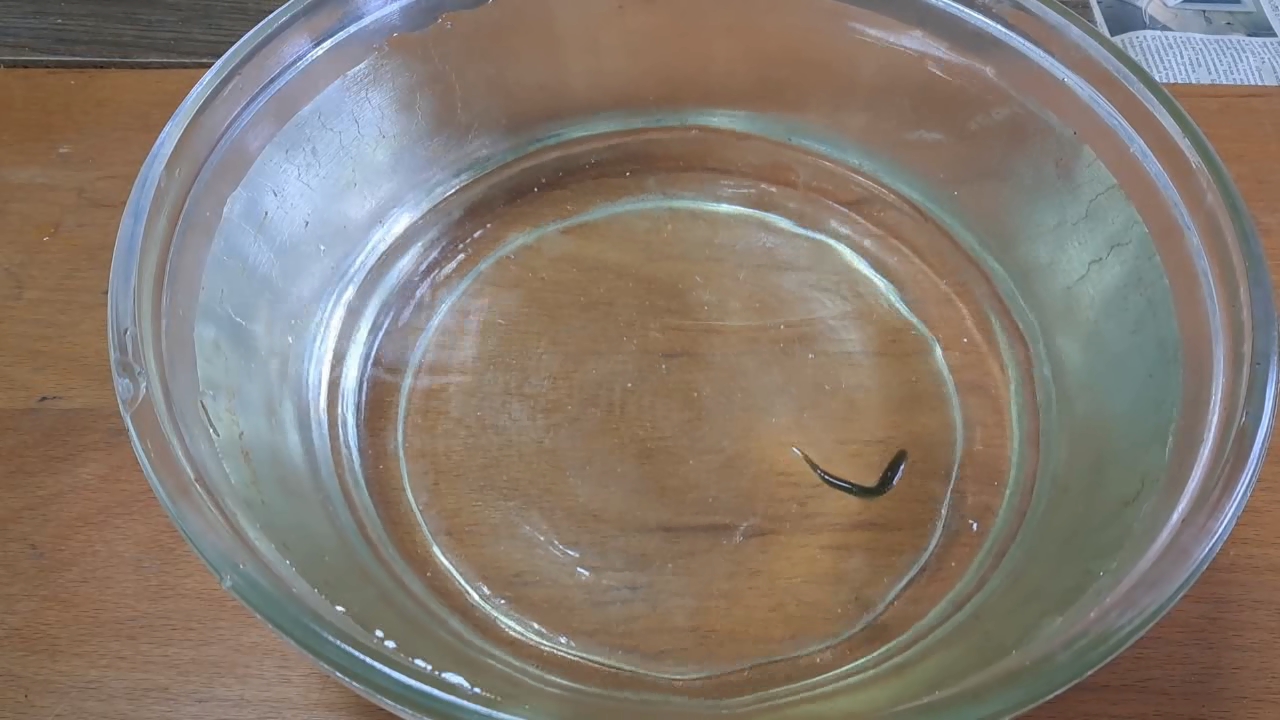 Dissolving Nitrocellulose in Ethyl Acetate: Nitrocellulose Amoeba (Second Experiment)