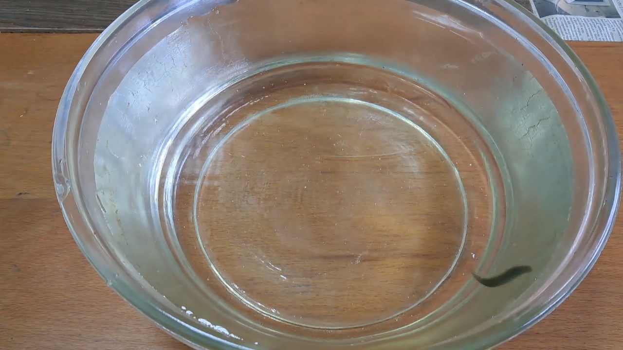 Dissolving Nitrocellulose in Ethyl Acetate: Nitrocellulose Amoeba (Second Experiment)
