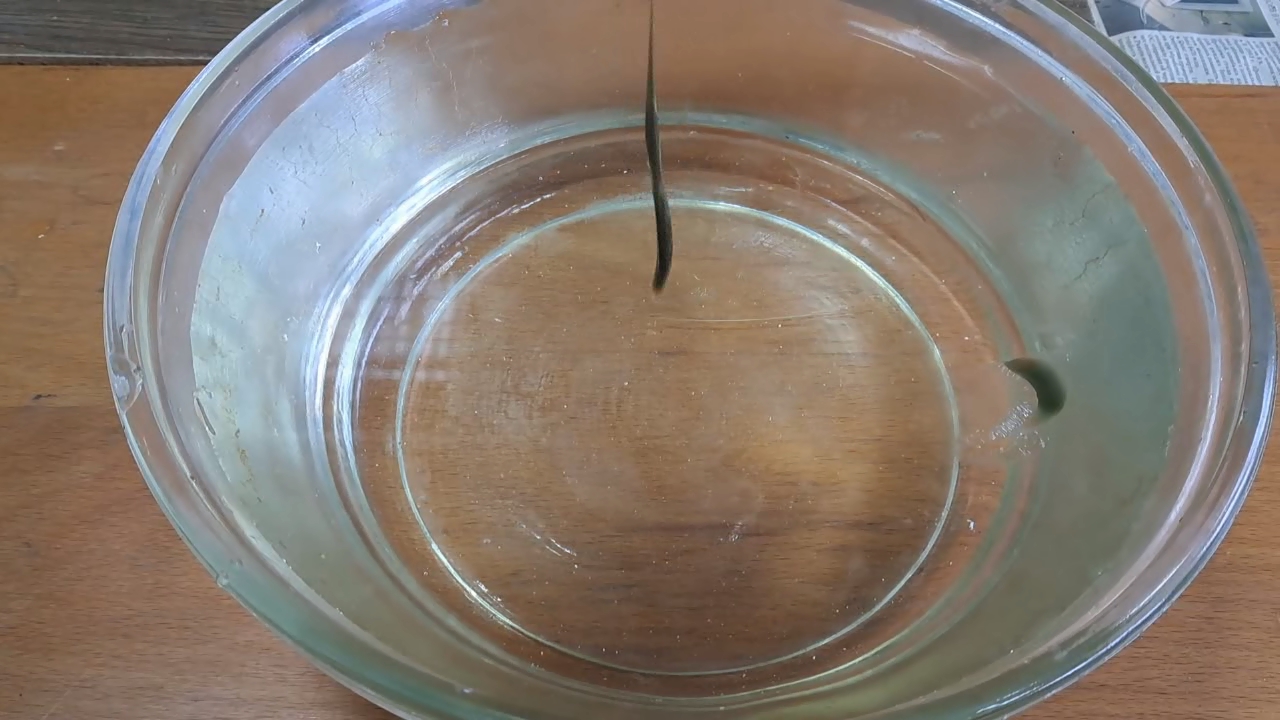 Dissolving Nitrocellulose in Ethyl Acetate: Nitrocellulose Amoeba (Second Experiment)