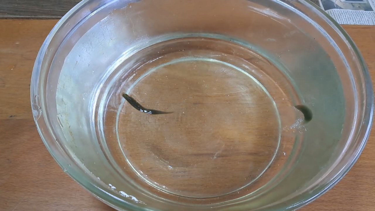 Dissolving Nitrocellulose in Ethyl Acetate: Nitrocellulose Amoeba (Second Experiment)