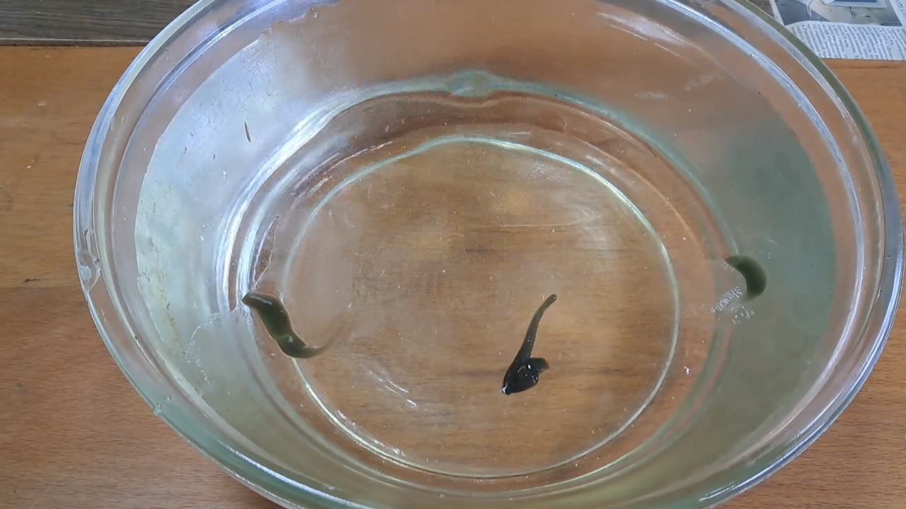 Dissolving Nitrocellulose in Ethyl Acetate: Nitrocellulose Amoeba (Second Experiment)