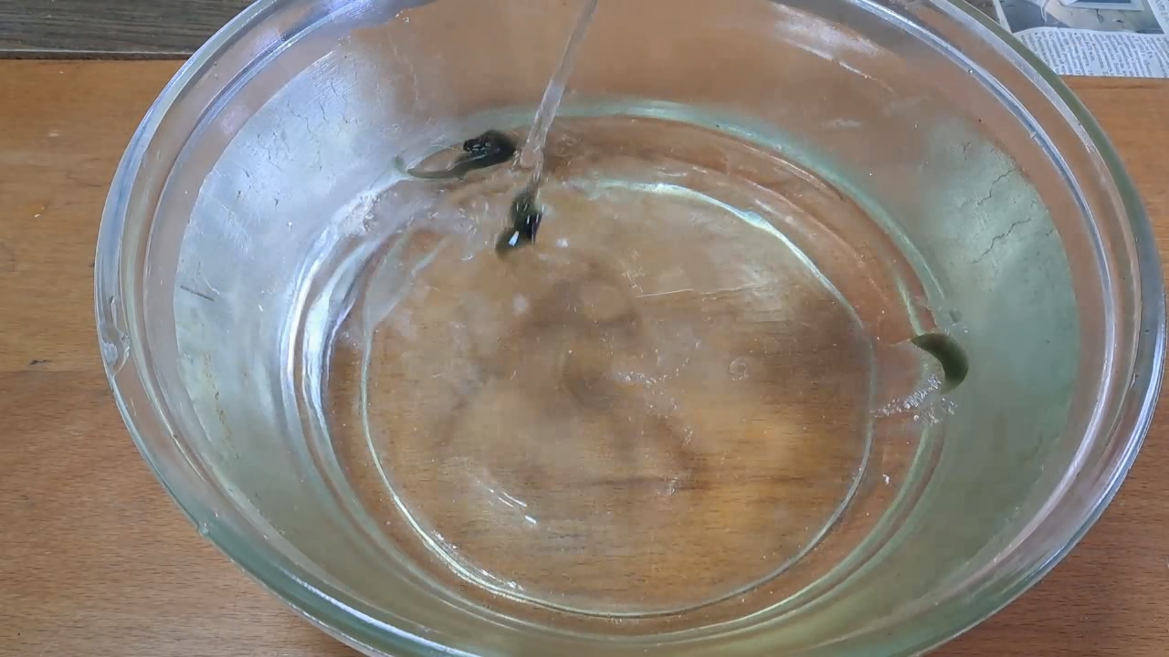 Dissolving Nitrocellulose in Ethyl Acetate: Nitrocellulose Amoeba (Second Experiment)