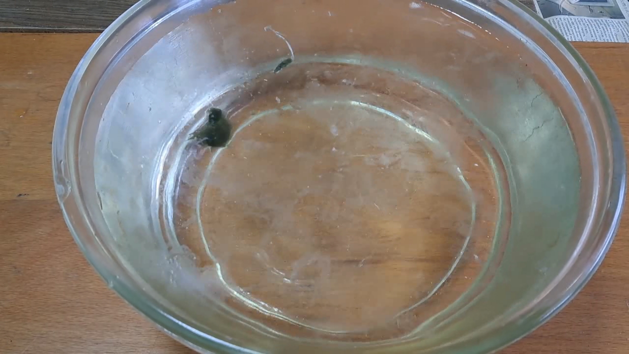 Dissolving Nitrocellulose in Ethyl Acetate: Nitrocellulose Amoeba (Second Experiment)