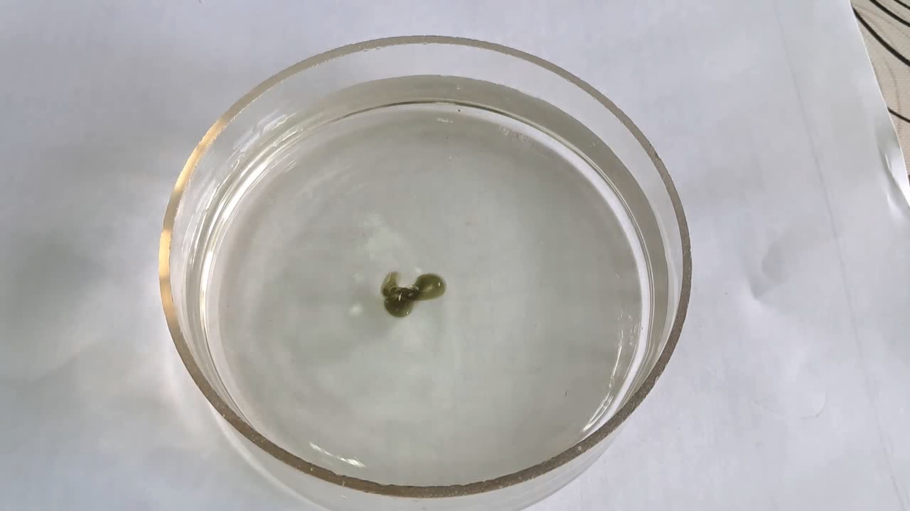 Nitrocellulose Amoeba (Trial Experiment)