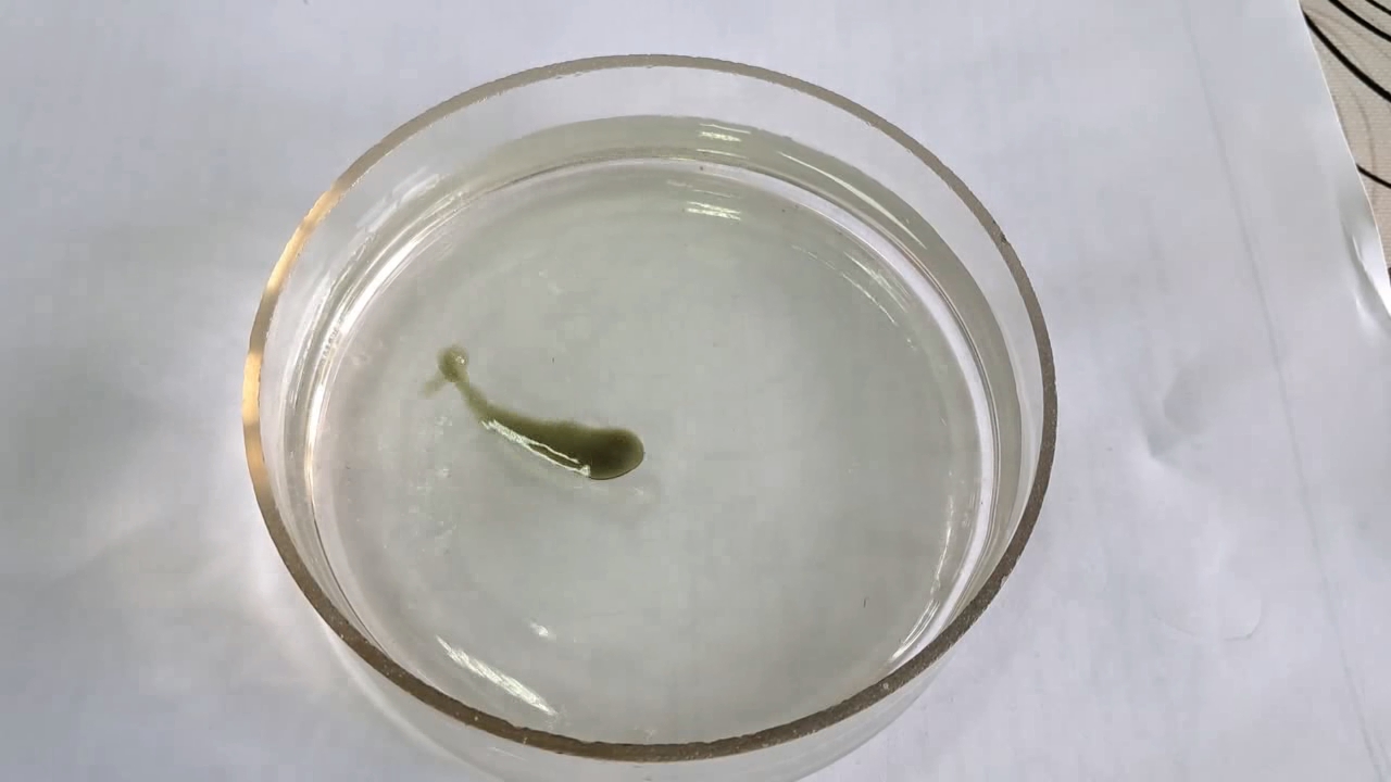 Nitrocellulose Amoeba (Trial Experiment)
