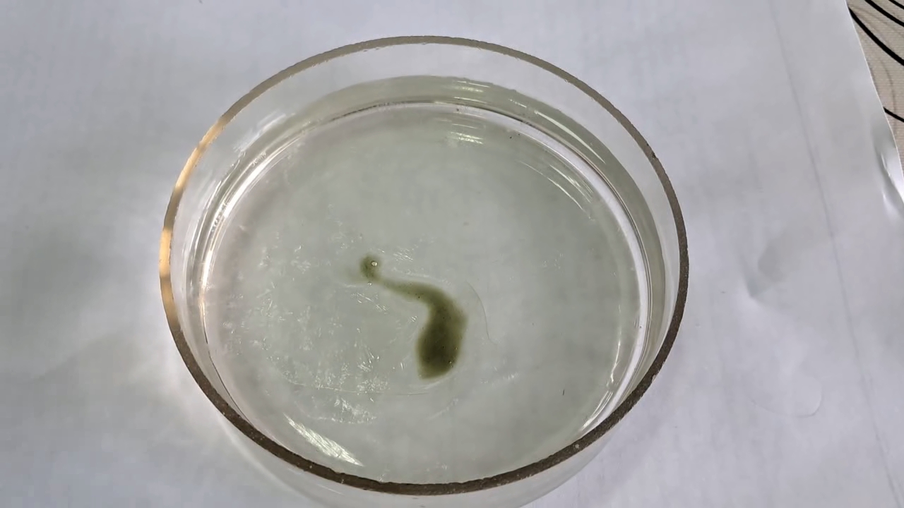Nitrocellulose Amoeba (Trial Experiment)