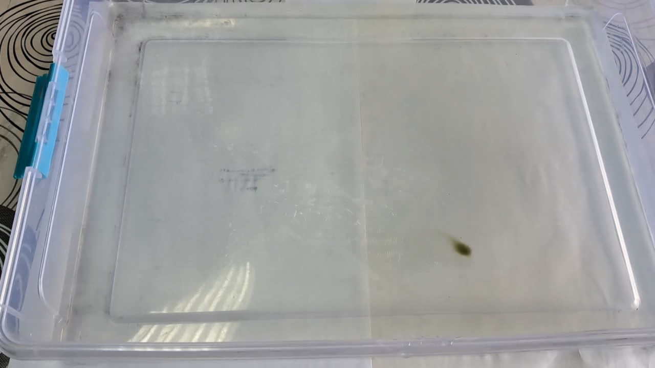 Nitrocellulose Amoeba (Trial Experiment)
