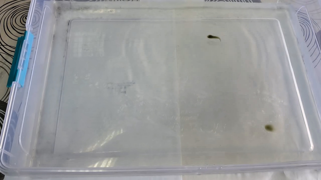Nitrocellulose Amoeba (Trial Experiment)