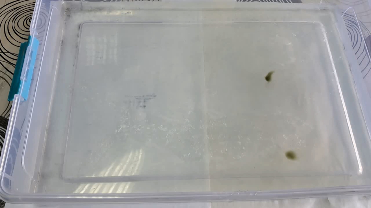 Nitrocellulose Amoeba (Trial Experiment)