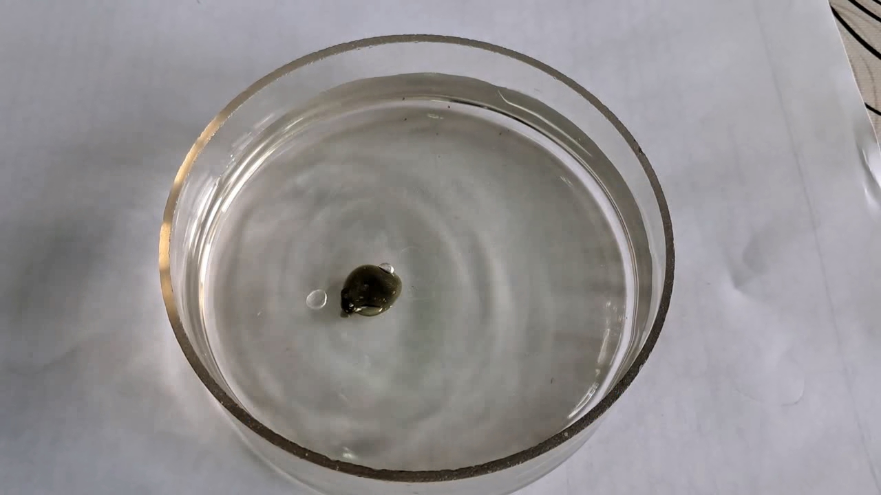 Nitrocellulose Amoeba (Trial Experiment)