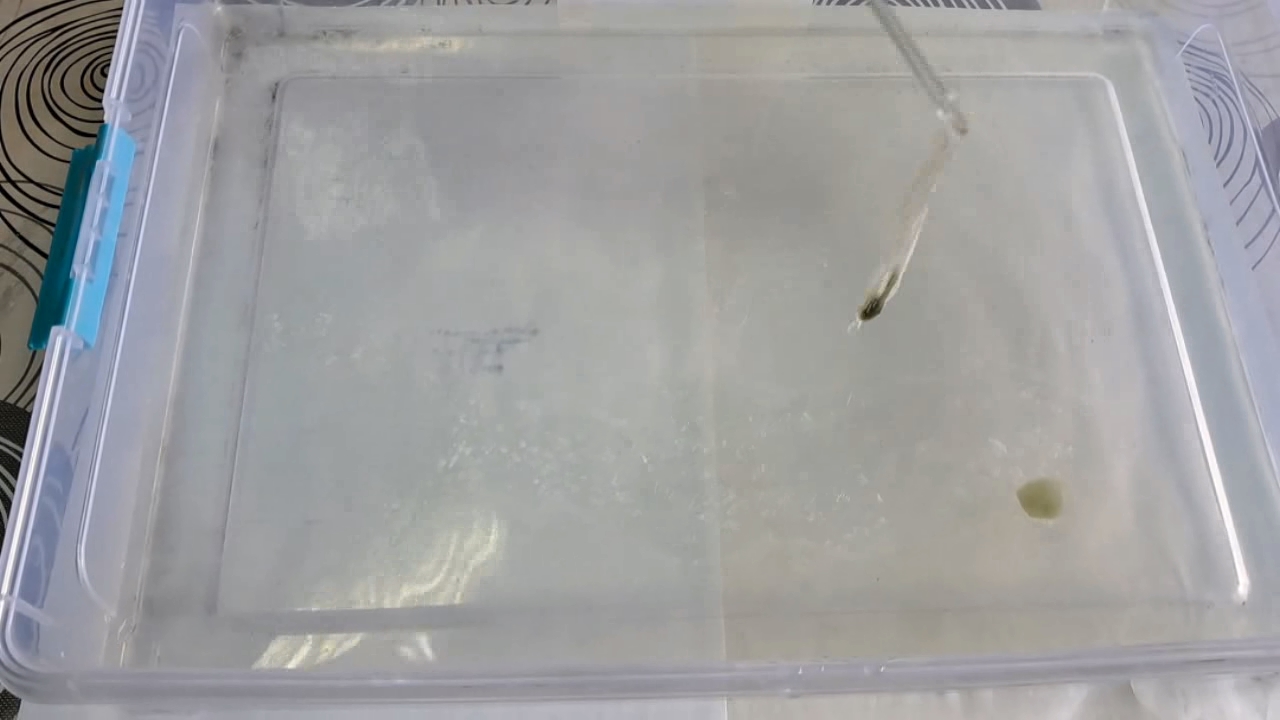 Nitrocellulose Amoeba (Trial Experiment)