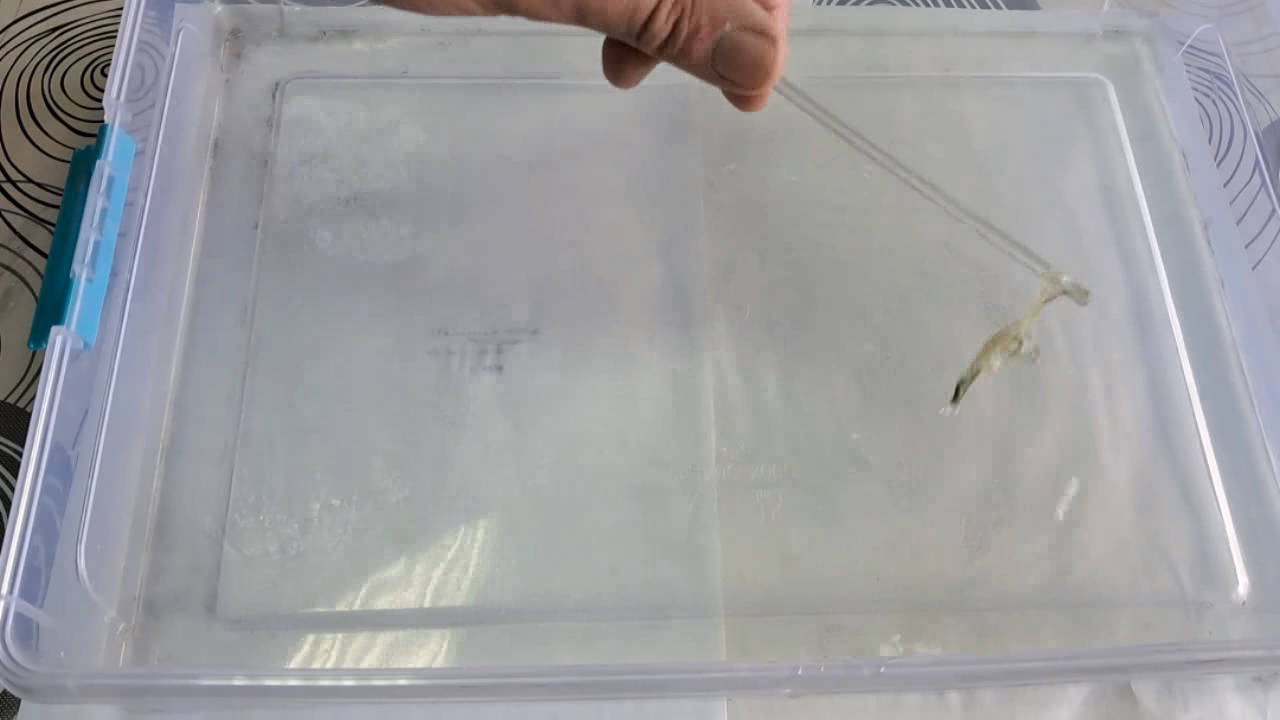 Nitrocellulose Amoeba (Trial Experiment)