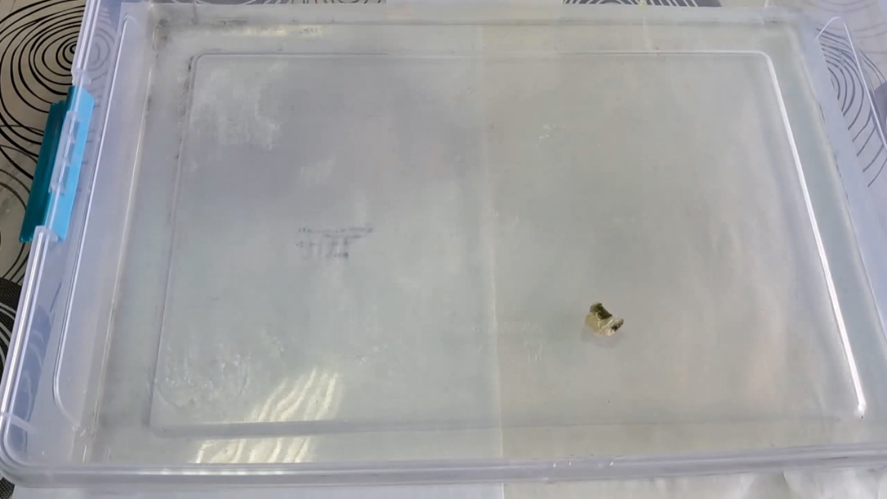 Nitrocellulose Amoeba (Trial Experiment)