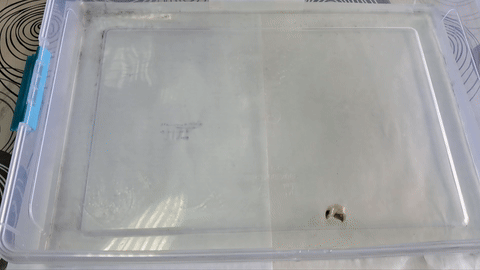 Nitrocellulose Amoeba (Trial Experiment)