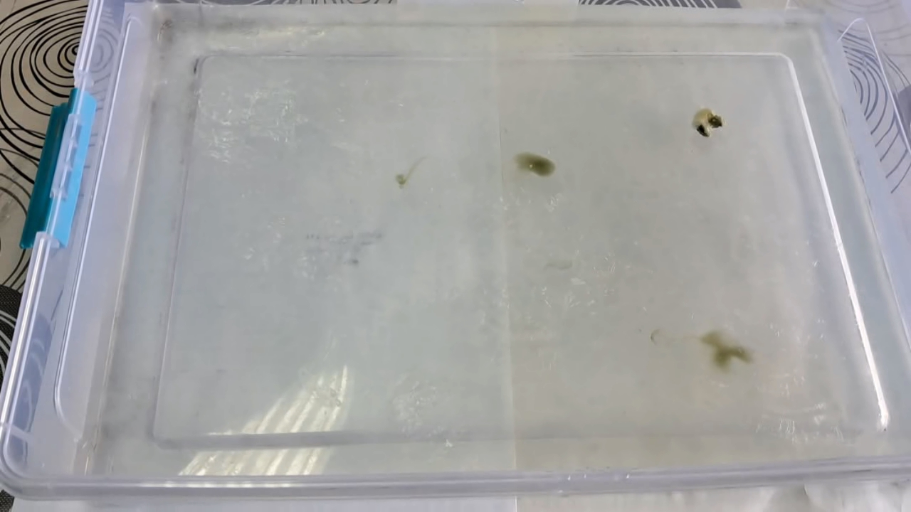 Nitrocellulose Amoeba (Trial Experiment)
