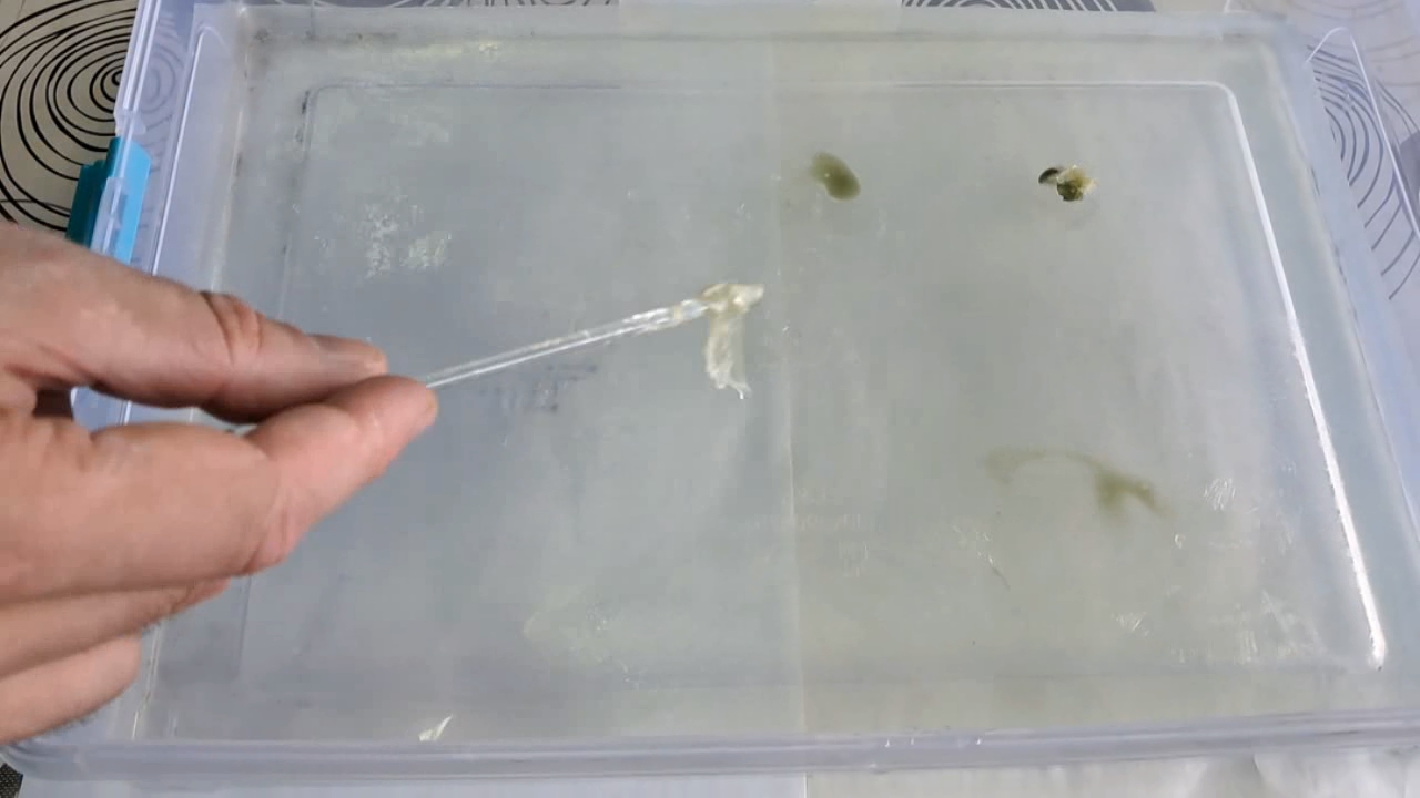 Nitrocellulose Amoeba (Trial Experiment)