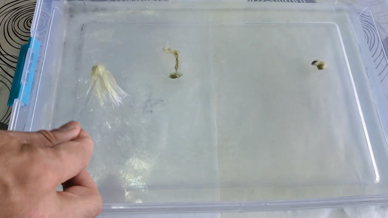 Nitrocellulose Amoeba (Trial Experiment)