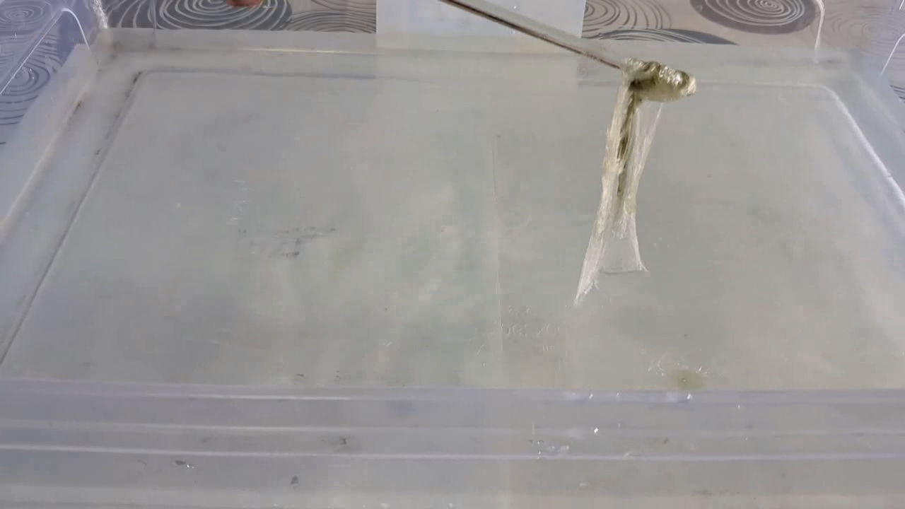Nitrocellulose Amoeba (Trial Experiment)