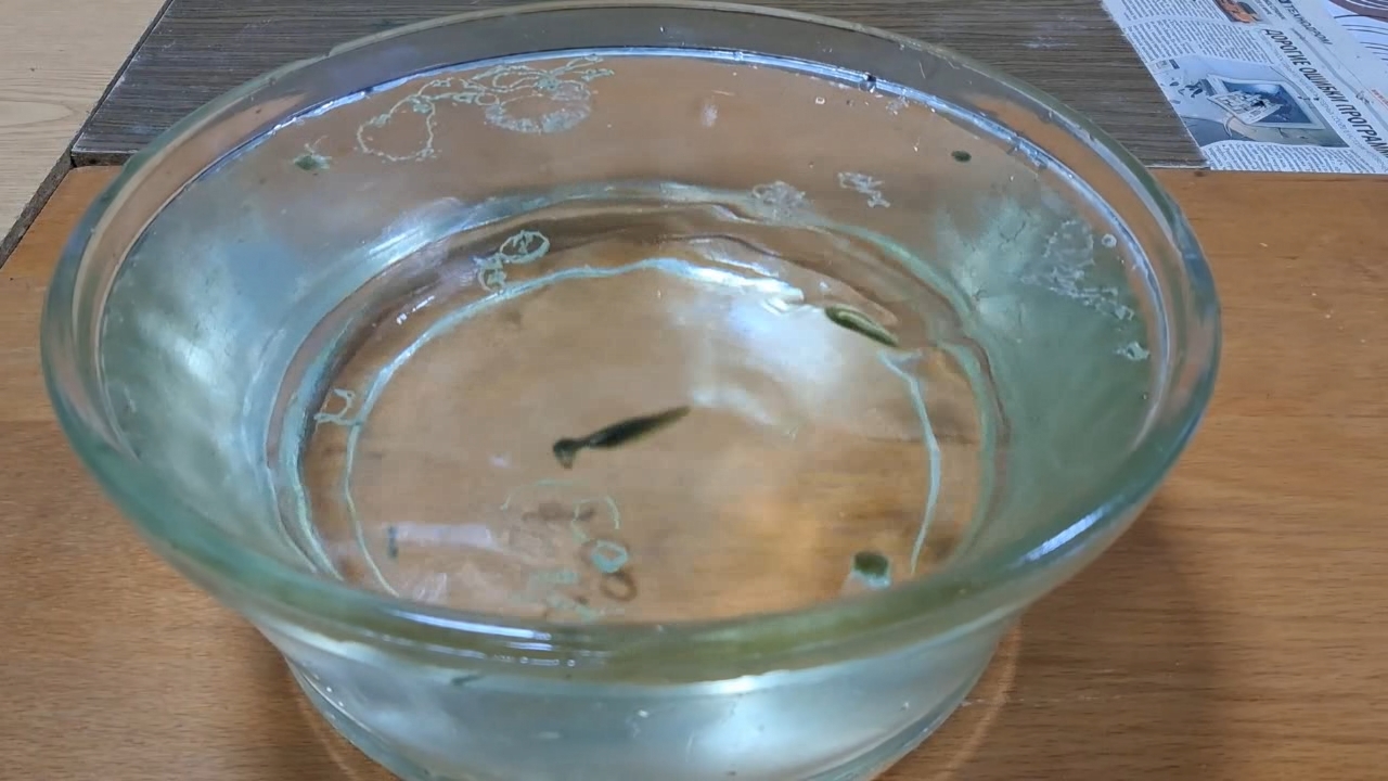 Nitrocellulose Amoeba (Successful Experiment)