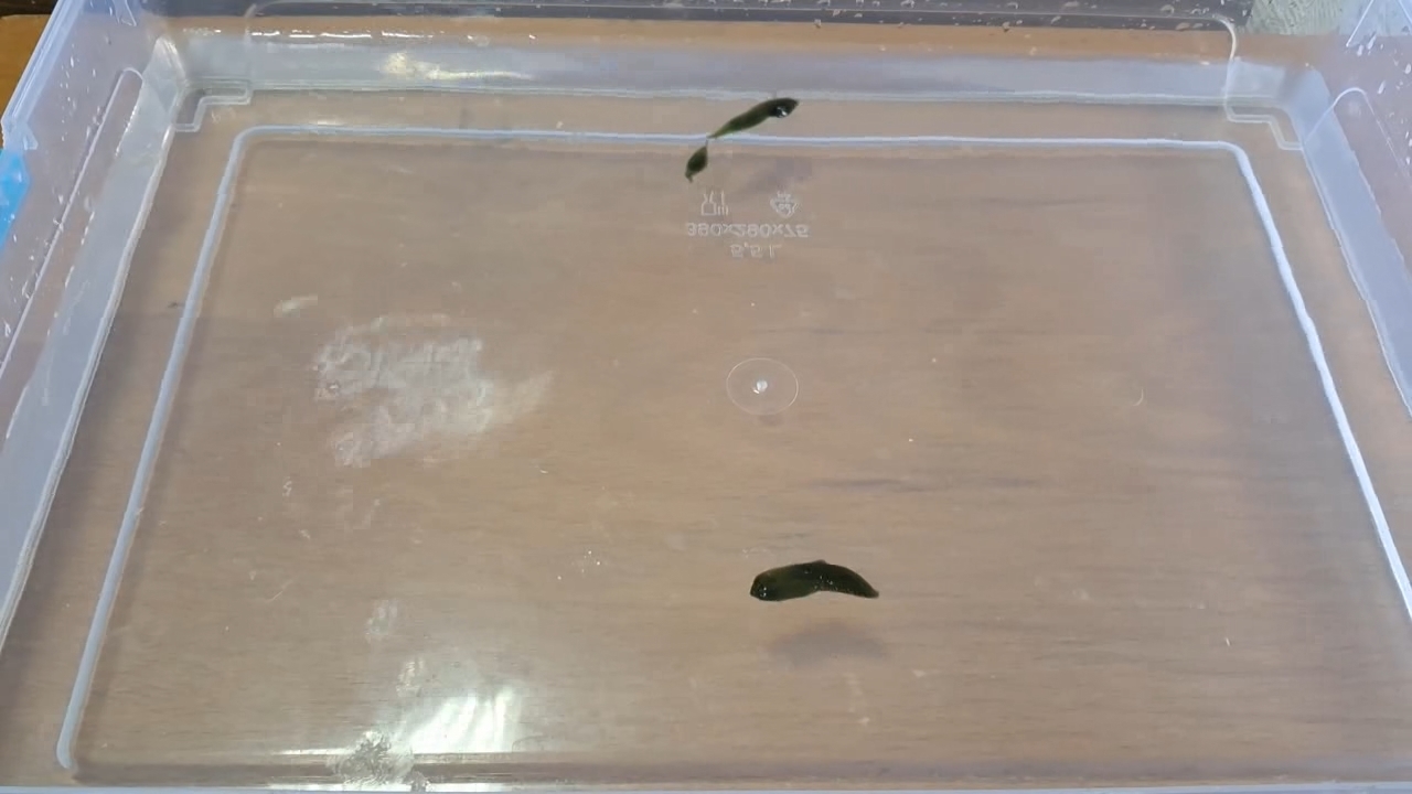 Nitrocellulose Amoeba (Successful Experiment)