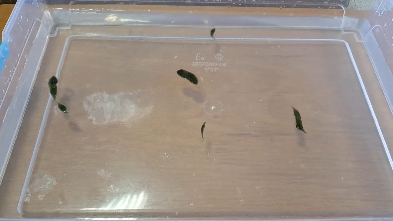 Nitrocellulose Amoeba (Successful Experiment)