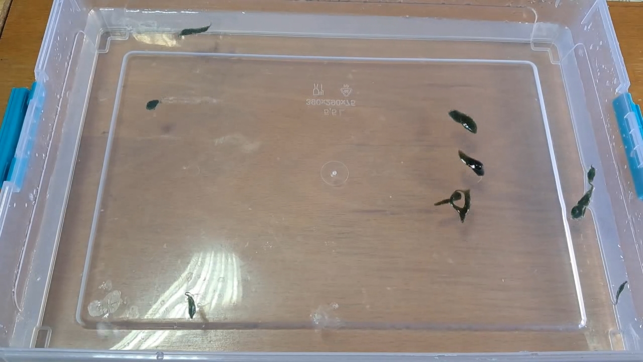 Nitrocellulose Amoeba (Successful Experiment)