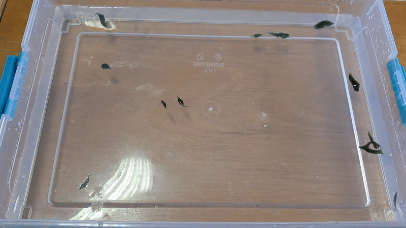 Nitrocellulose Amoeba (Successful Experiment)