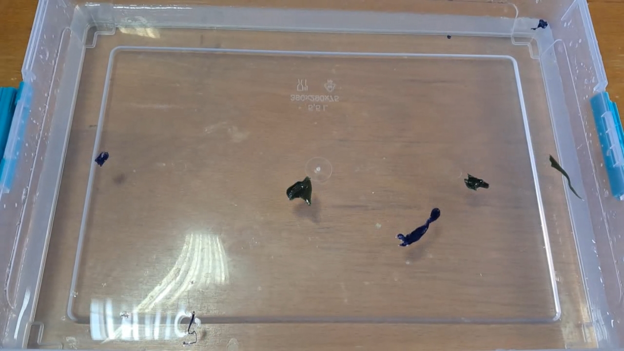 Nitrocellulose Amoeba (Successful Experiment)