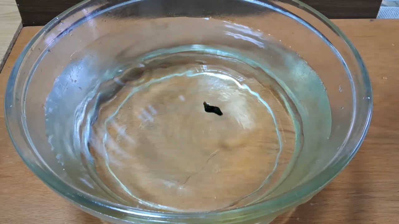 Nitrocellulose Amoeba (Low-Quality Acetone)
