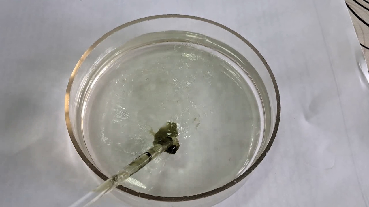 Nitrocellulose Amoeba (Trial Experiment)