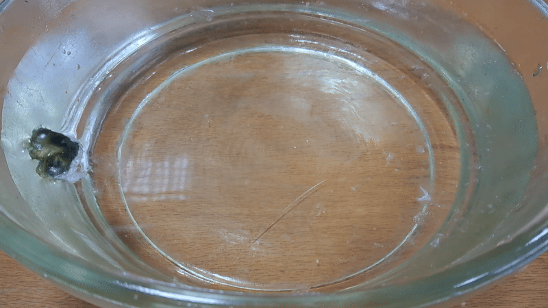Nitrocellulose Amoeba (Low-Quality Acetone)
