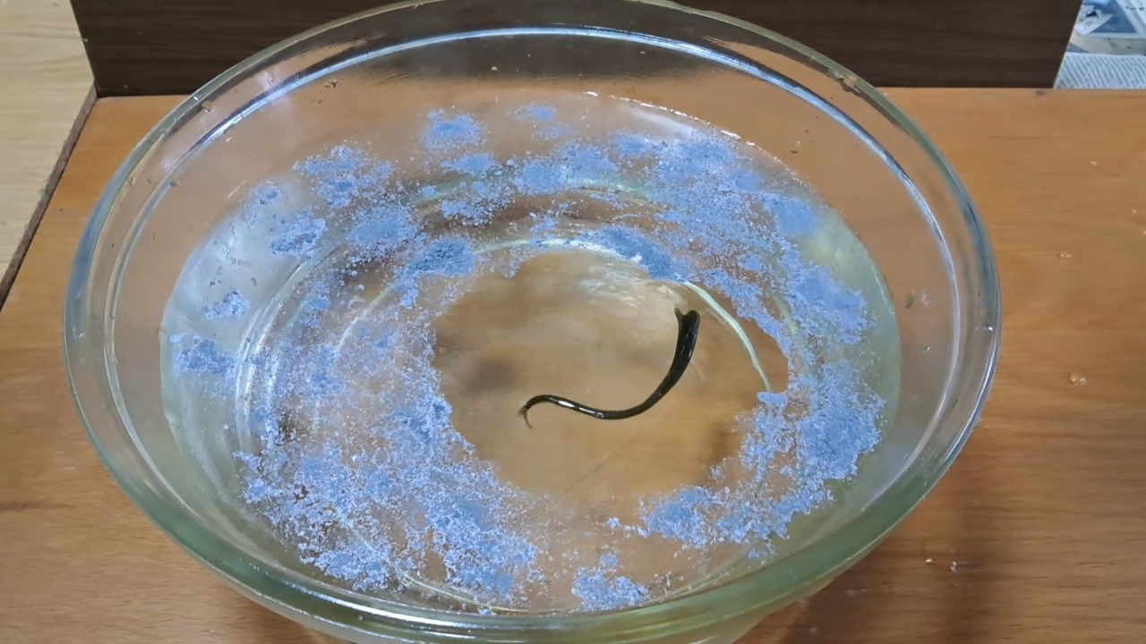 Nitrocellulose Amoeba and Aluminum Powder