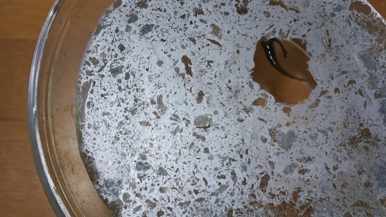 Nitrocellulose Amoeba and Aluminum Powder