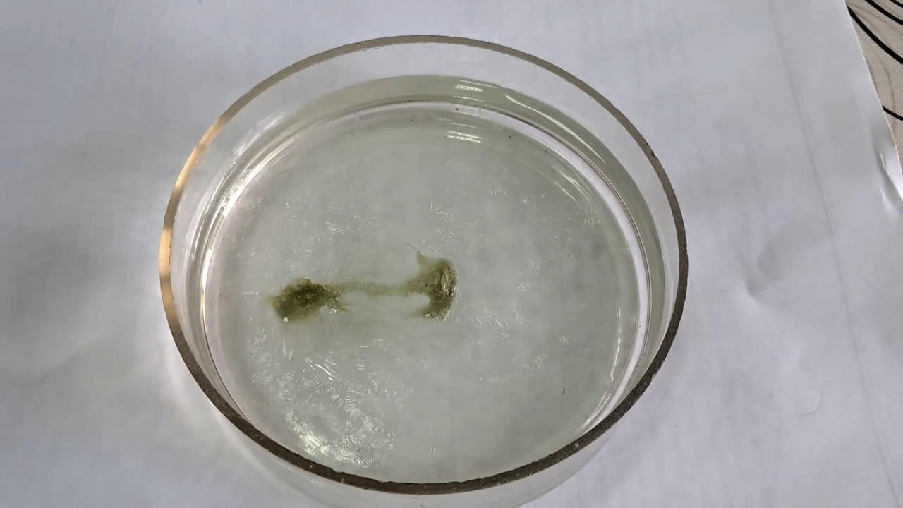 Nitrocellulose Amoeba (Trial Experiment)