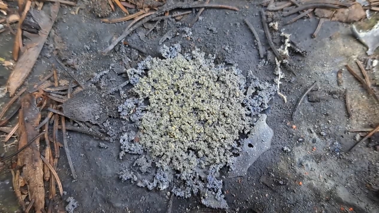 Combustion of Mixture: Lead(II, IV) Oxide/Aluminum (Pb3O4/Al)