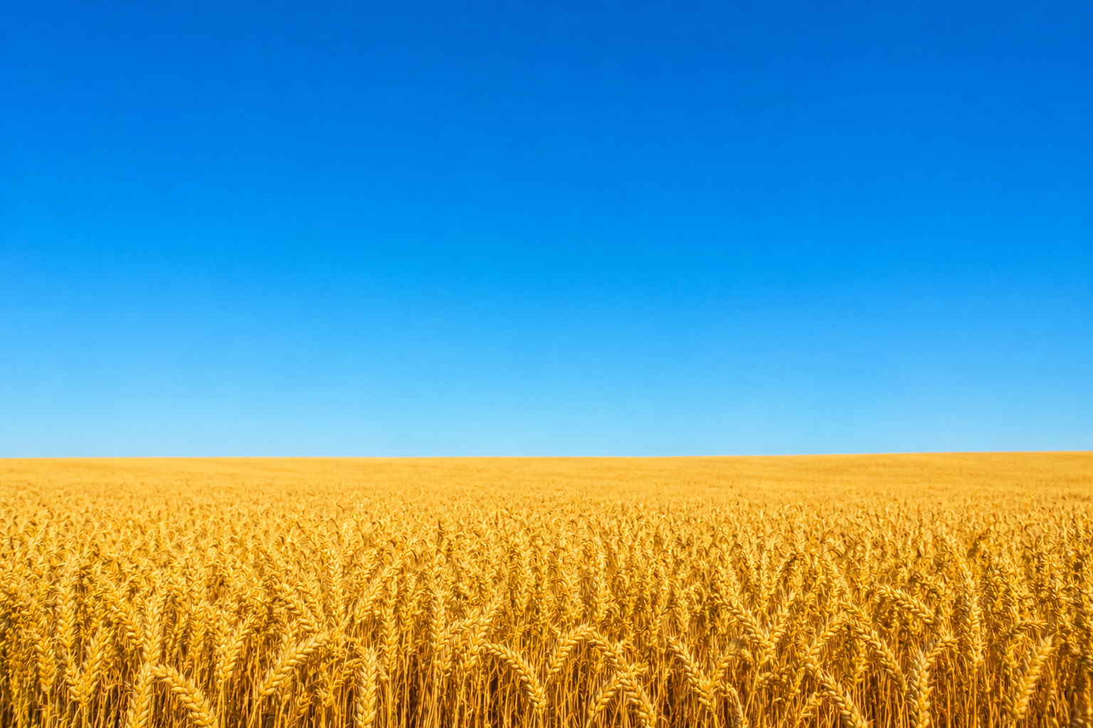 A blue sky over a golden wheat field